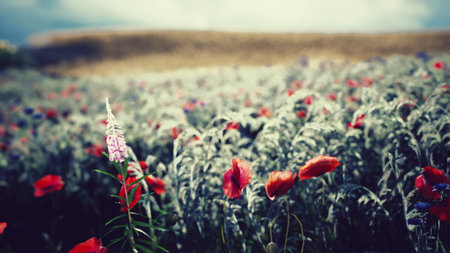 A colorful field full of wildflowers, particularly red poppies, stretches under a moody, cloudy sky, creating a striking contrast in the landscape during springtime.の写真素材
