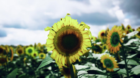 Bright yellow sunflowers bloom in a lush field, reaching towards the sun under a cloudy sky during the summer, creating a picturesque and tranquil countryside view.の写真素材