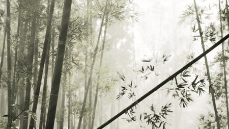 A bamboo forest with tall bamboo trees in the backgroundの写真素材