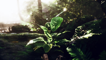A lively green plant stands tall amidst the misty ambiance of a tropical forest, illuminated by...