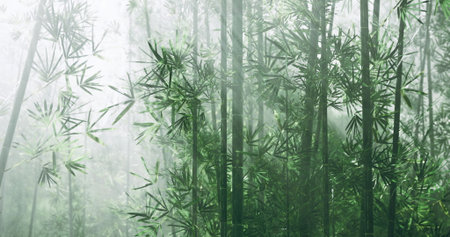Tall bamboo stalks rise majestically in a tranquil environment, enveloped in soft mist. Sunlight filters through the foliage, creating a peaceful ambiance in nature.の写真素材