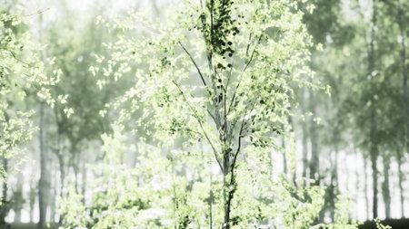 Fresh spring leaves dance in the soft morning light, filling the forest with life. The tranquil atmosphere invites a moment of peace and reflection among the tall trees.の写真素材