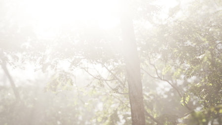 Gentle light breaks through the lush canopy of trees, creating a serene atmosphere in a tranquil forest. Leaves shimmer softly in the golden rays of daylight during early morning.の写真素材