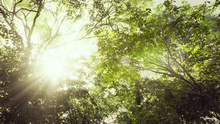 Bright sunlight streams through the canopy, illuminating the fresh green leaves of the forest. The peaceful atmosphere invites a sense of tranquility and connection with nature.の写真素材