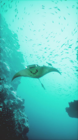 A graceful manta ray swims effortlessly beneath the surface of clear blue water, surrounded by...