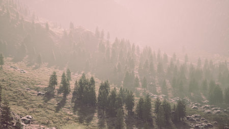 A serene forest stretches across rolling hills, enveloped in a soft mist during early morning. Tall trees cast gentle shadows over the lush green grass, creating a peaceful ambiance.の写真素材