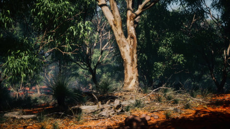 Sunlight filters through the lush foliage of a secluded Australian forest. Eucalyptus trees rise proudly, surrounded by rich earth and vibrant greenery, creating a serene natural oasis.の写真素材