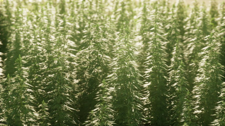 Tall and vibrant cannabis plants bask in the warm sunlight, their lush green leaves swaying gently with the breeze. A serene atmosphere surrounds this thriving garden.の写真素材