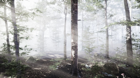 Sunlight streams through a foggy forest, illuminating the trees and creating a magical atmosphere. Lush greenery surrounds the path, inviting exploration and wonder in nature.の写真素材