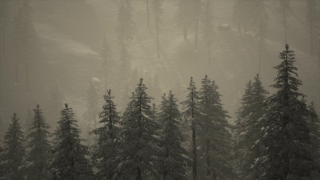 Tall evergreen trees stand quietly in a snowy forest, shrouded in a light mist. The soft morning...