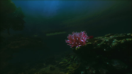 Colorful coral thrives on a rocky seabed in a calm ocean environment. Soft light filters through the water, creating an enchanting atmosphere that showcases marine life.の写真素材