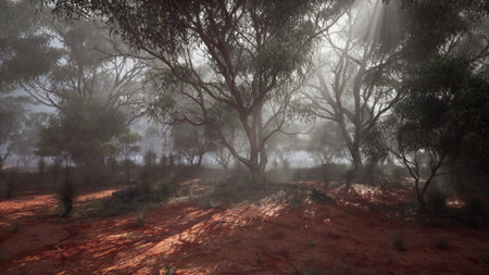 In a tranquil setting, golden sunlight cascades through tall trees, illuminating the red earth. Soft shadows dance on the ground as nature awakens in early morning calm.の写真素材