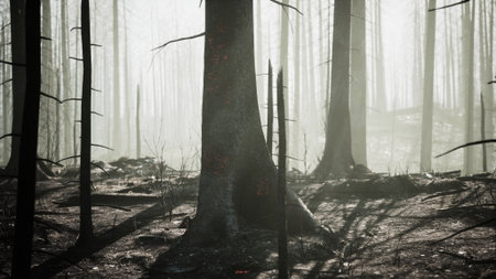 Charred remains of trees stand in a forest ravaged by fire, enveloped in a mystical fog. Shadows stretch across the ground, creating an eerie yet captivating environment.の写真素材
