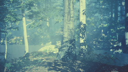 A serene forest is illuminated by gentle morning light, casting soft shadows on trees and underbrush. The air feels cool and fresh, inviting exploration and adventure amidst natures beauty.の写真素材