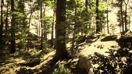Golden light streams through the tall trees, casting soft shadows on the forest floor. Lush greenery surrounds rugged rocks, creating a peaceful retreat in natures embrace.の写真素材
