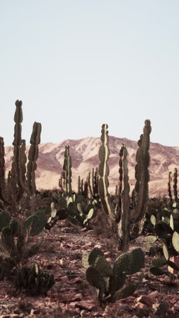 Tall cacti stand proudly in a vast desert under a bright sky. The rugged mountains serve as a stunning backdrop, creating a serene and unique natural scene.の写真素材