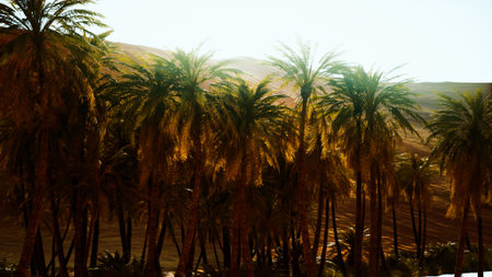Golden light bathes the landscape as lush palm trees sway gently in the warm breeze. The serene desert surroundings create a peaceful oasis filled with natural beauty.の写真素材
