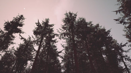 Snow dusts the branches of tall evergreen trees as they stretch upwards into the pale evening sky. A calm atmosphere surrounds the peaceful forest scene, enhancing its serene beauty.の写真素材