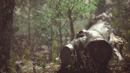A tranquil forest atmosphere features a weathered log nestled among lush ferns and young trees.の写真素材