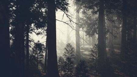 Soft mist envelops towering trees in a tranquil forest, creating an ethereal atmosphere. Sunlight...