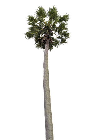 Palm tree isolated whiteの写真素材