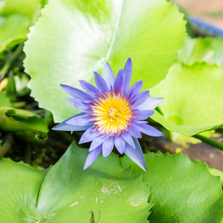 Lotus flower and Lotus flower plantsの写真素材