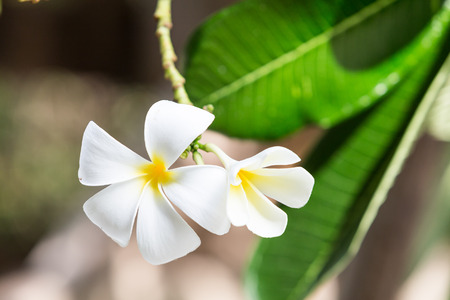 White Plumeria Flowersの写真素材