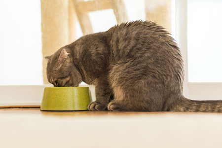 Cat eating water on the pet bowlの写真素材