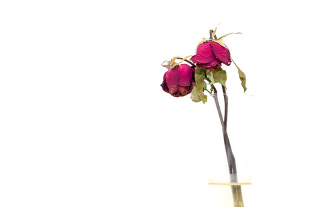 Dry roses on white background.の写真素材