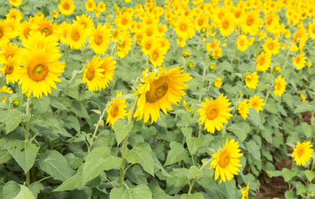 Sunflower fieldの写真素材
