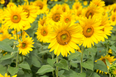 Sunflower fieldの写真素材