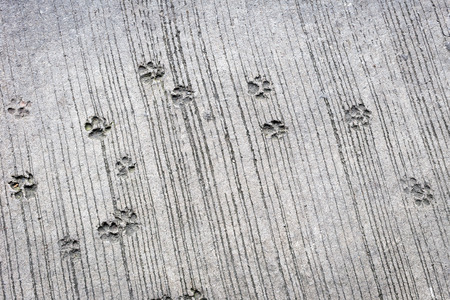 Footprint of dog on concrete backgroundの写真素材