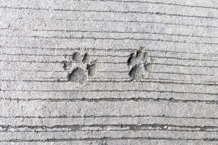 Footprint of dog on concrete backgroundの写真素材