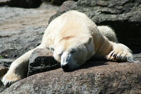 Polar bear in the zooの写真素材