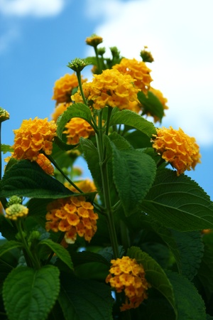 Yellow bloom flowers
