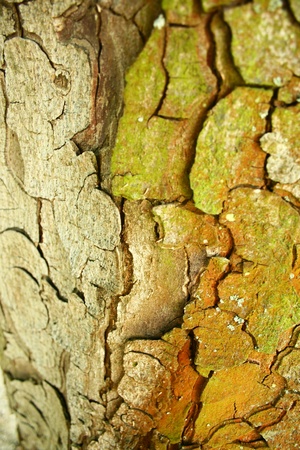 Bark textureの写真素材