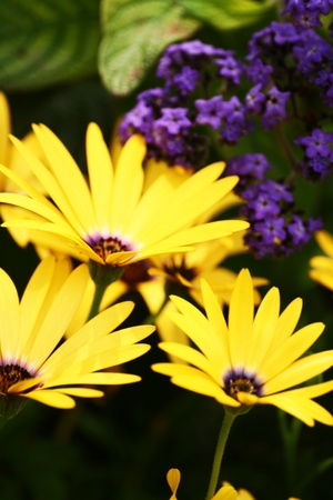 Yellow and violet flowersの写真素材