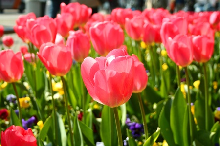 Pink bloom tulips