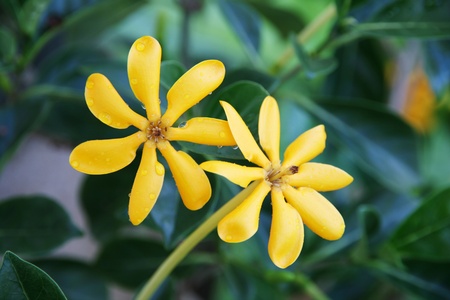 Yellow bloom flowersの写真素材