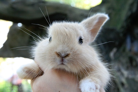 A cute young rabbit in hand