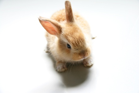 A little rabbitの写真素材