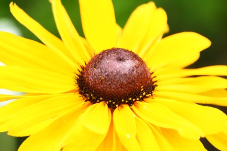 Close up of yellow flower pollenの写真素材