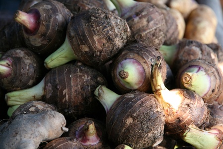 Cassavasの写真素材