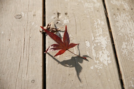 A red leaf on the wooden floor