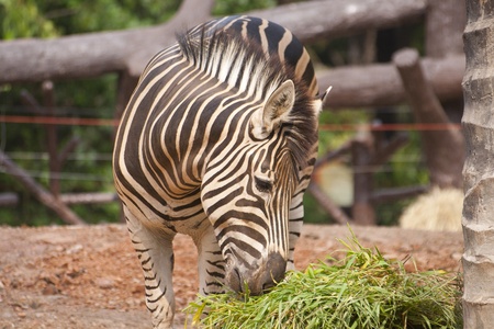 A zebra eating grass in the zooの写真素材