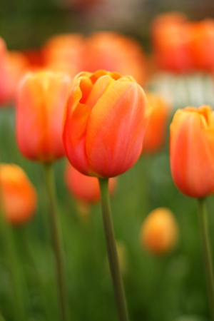 Close up of fresh orange tulips at Keukenhof garden, the netherlandsの写真素材