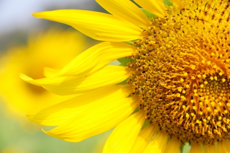 Close up of sunflowerの写真素材