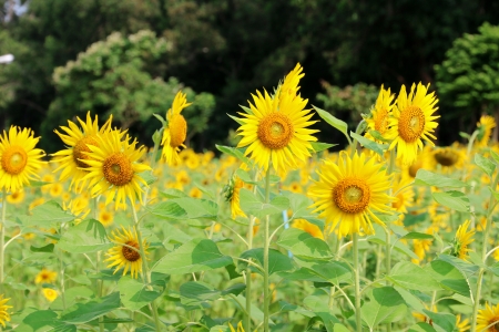 sunflower agriculture fieldの写真素材