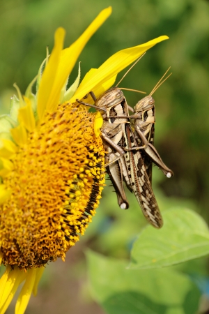 Grasshoppers and sunflowerの写真素材