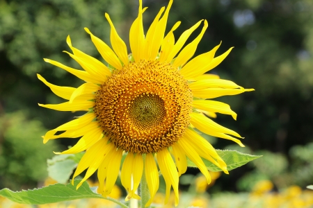 Close up of sunflowerの写真素材